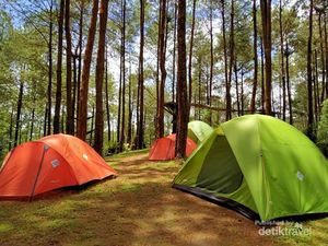 Hutan Pinus Kalilo, Wisata Instagramable di Purworejo