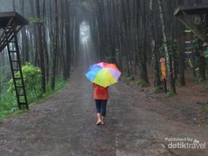 Hutan Pinus Kekinian di Magelang