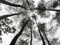 Hutan Pinus yang Instagenic, Bogor Juga Punya!