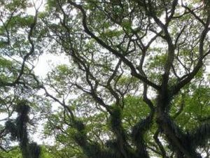 Hutan The Lord Of The Rings Ada di Banyuwangi