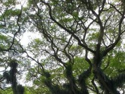 Hutan The Lord Of The Rings Ada di Banyuwangi