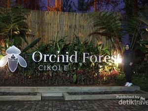 Hutan yang Indah di Bandung Saat Malam