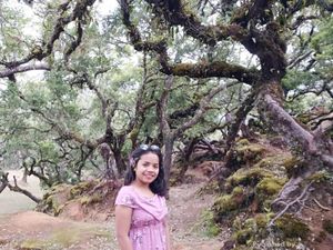 Hutan yang Terlihat Seram nan Keren, Namanya Fatumnasi