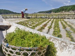 Ide Liburan di Bali: Melihat Budidaya Rumput Laut