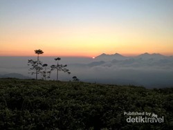 Ide Liburan Weekend Ini, ke Taman Nasional Gunung Halimun
