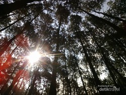 Ide Weekend Gateway Kali Ini: Hutan Pinus Cigombong, Bogor