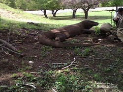 Indah Sekaligus Menantang, Melancong ke Pulau Komodo