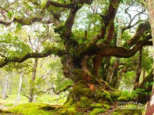 Indahnya Hutan Bonsai dari Fatumnasi