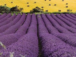 Indahnya Lavender Sejauh Mata Memandang di Provence