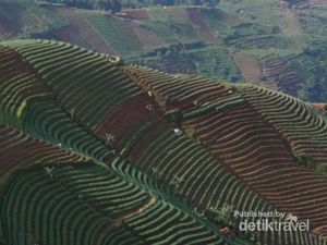 Indahnya Panorama Terasering Panyeweuyan Argapura