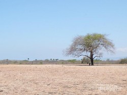 Indahnya Savana Bekol Baluran, Seperti Wallpaper di Komputer