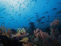 Indonesia Timur Masih Juaranya Keindahan Alam Bawah Laut