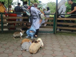 Ini 4 Tempat di Lembang yang Punya Wisata Kelinci
