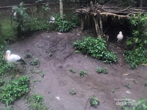 Ini Aneka Burung Tak Bisa Terbang di Eco Green Park Batu
