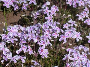 Ini Bunga Shibazakura, Si Cantik dari Jepang