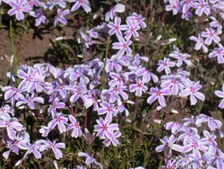 Ini Bunga Shibazakura, Si Cantik dari Jepang