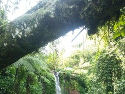 Ini Curug Nangka yang Indah dari Bogor, Pernah ke Sini?