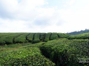 Ini Daerah Terdingin di Sumatera Barat, Suhunya 13 Derajat