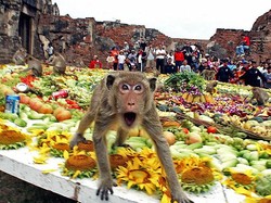 Ini Dia Pesta Para Monyet di Thailand