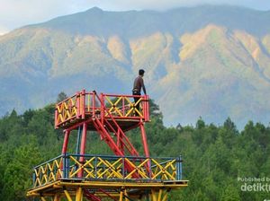 Ini Hutan Pinus yang Sejuk dan Instagramable di Magelang