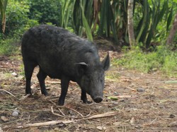 Ini Nih Hewan Paling Mahal di Papua