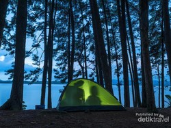 Ini Nih Pulau Pinus Mungil di Tengah Danau