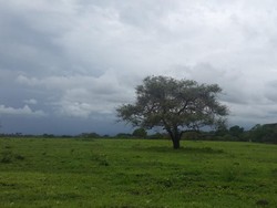 Ini Protokol Baru Berkunjung ke Taman Nasional Baluran