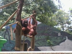 Ini Tempat Melihat Aneka Satwa Lucu di Solo