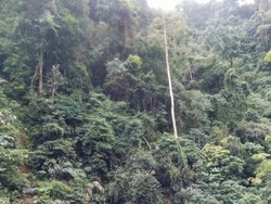 Ini Tempat Melihat Orangutan di Sumatera Utara