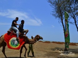 Ini Tempat Naik Unta di Jawa Tengah