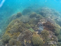 Ini Tempat Snorkeling yang Asyik di Malang