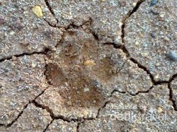 Inikah Jejak Harimau Sumatera?