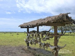 Inilah Afrika di Pulau Jawa