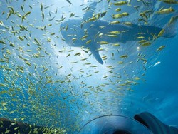 Inilah Akuarium Terbesar di Dunia!