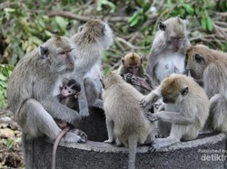 Inilah Kerajaan Monyet di Pantai Bama