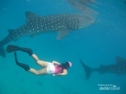 Inilah Tempat Bertemu & Berenang Bareng Hiu Paus di Filipina