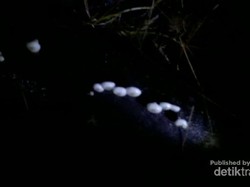 Jamur Menyala dan Indahnya Kabut Halimun