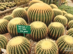 Jangan Duduk di Kursi Mertua di Kebun Raya Cibodas