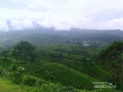 Jawa Tengah Juga Punya Kebun Teh yang Cantik