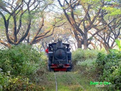 Jelajah Hutan Jati Naik Kereta Kuno di Cepu