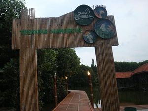 Jelajahi Hutan Mangrove di Semarang, Yuk!