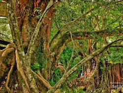 Jembatan Akar Berumur 100 Tahun di Sumbar