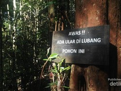 Jembatan Kanopi yang Menegangkan di Kalimantan