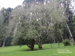 Jepang? Bukan, Ini Sakura di Kebun Raya Cibodas