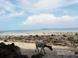 Kambing Saja Liburan, Kamu Kapan?