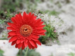 Kangen Taman Bunga? Bisa Lakukan Hal Ini di Rumah