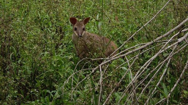 Kanguru Lucu, Kasuari Unik, dan Semut Predator di Taman Nasional Wasur, Merauke