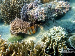 Karimunjawa, Pesona Laut di Antara Ombak