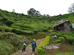 Kawah Putih Penuh, ke Kawah Cibuni Saja!