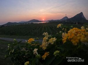Kebun Anggur di Thailand Ini Mirip di Eropa